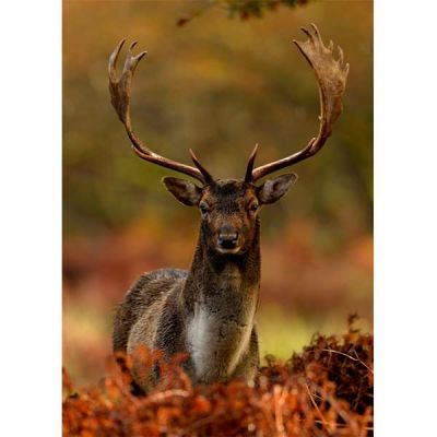 Image 2 of STAG AT DUSK 500 Piece Puzzle (£12.99)